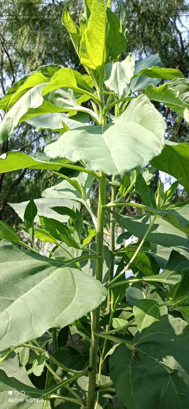 无公害农作物，食用农产品放心吃
